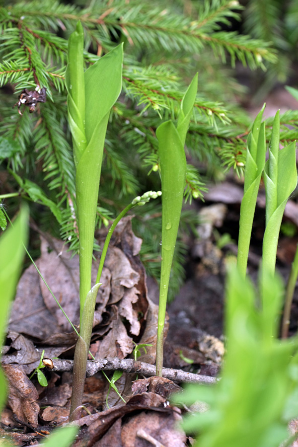 Изображение особи Convallaria majalis.