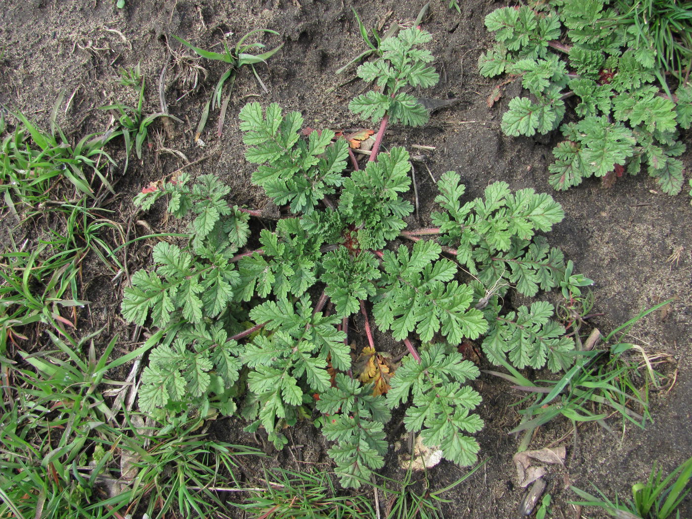 Image of Erodium ciconium specimen.