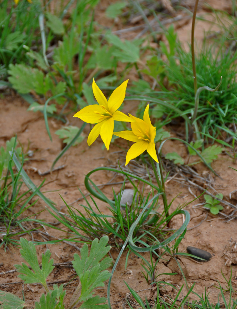 Изображение особи Tulipa biebersteiniana.