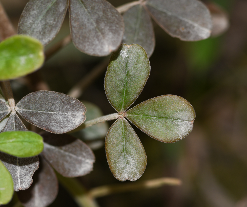 Image of genus Oxalis specimen.