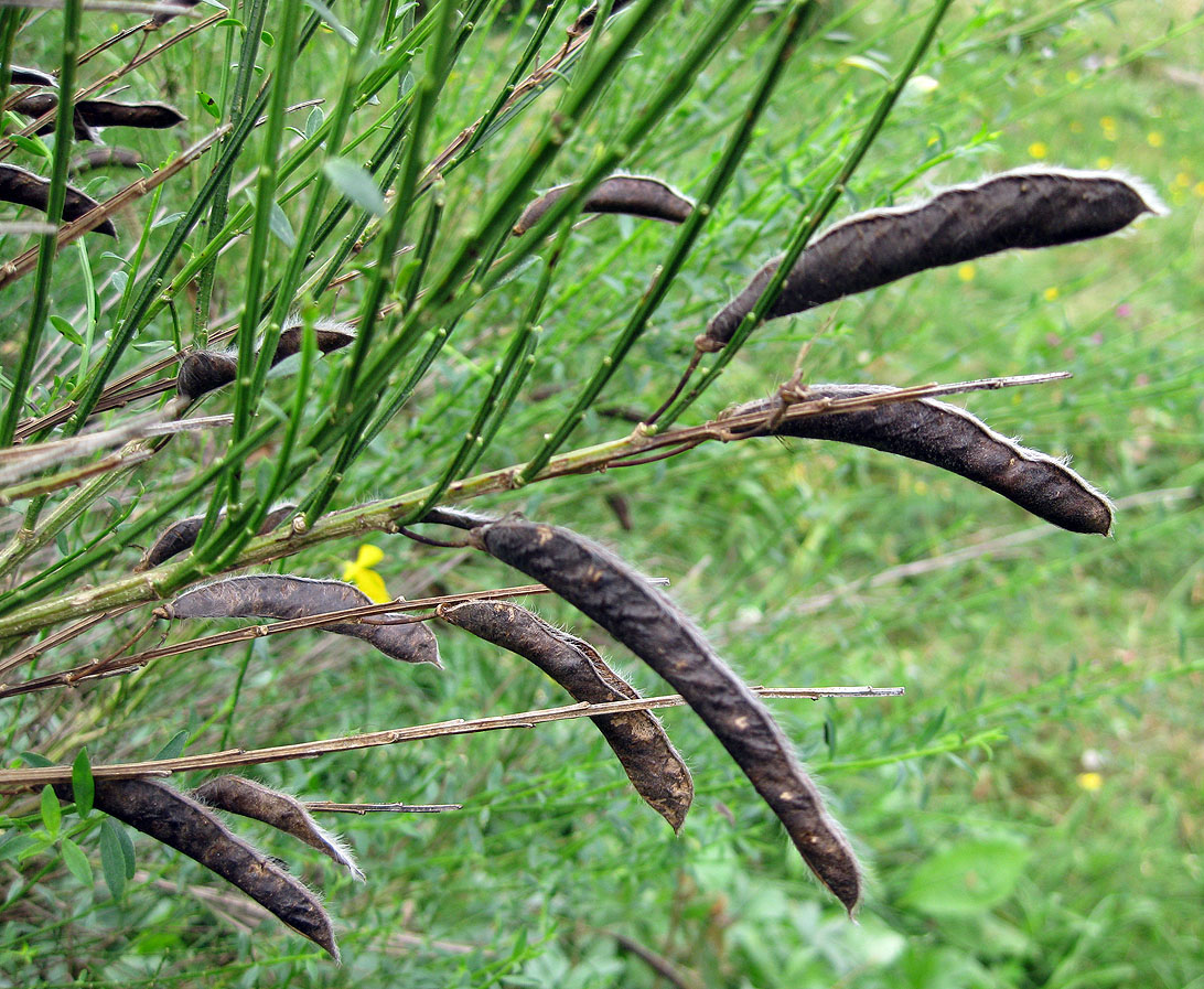 Image of Sarothamnus scoparius specimen.