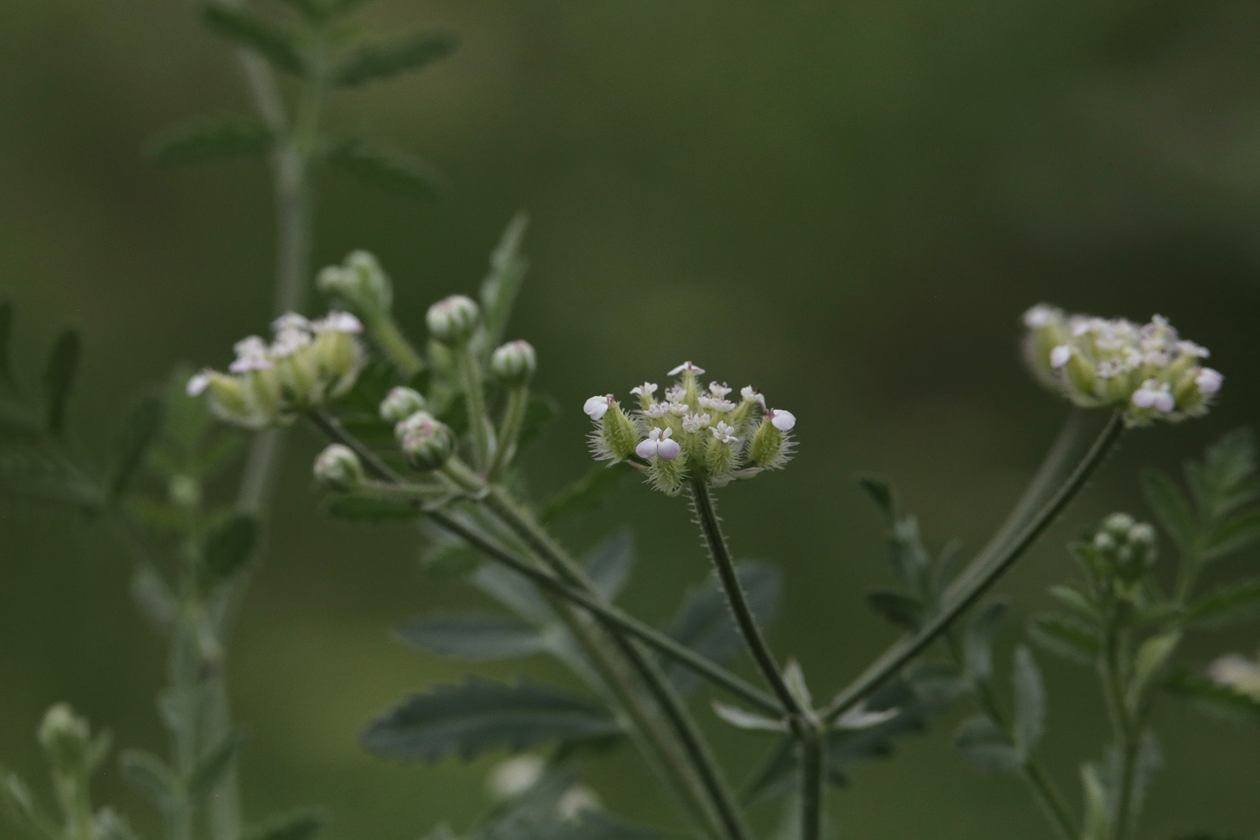 Image of Turgenia latifolia specimen.