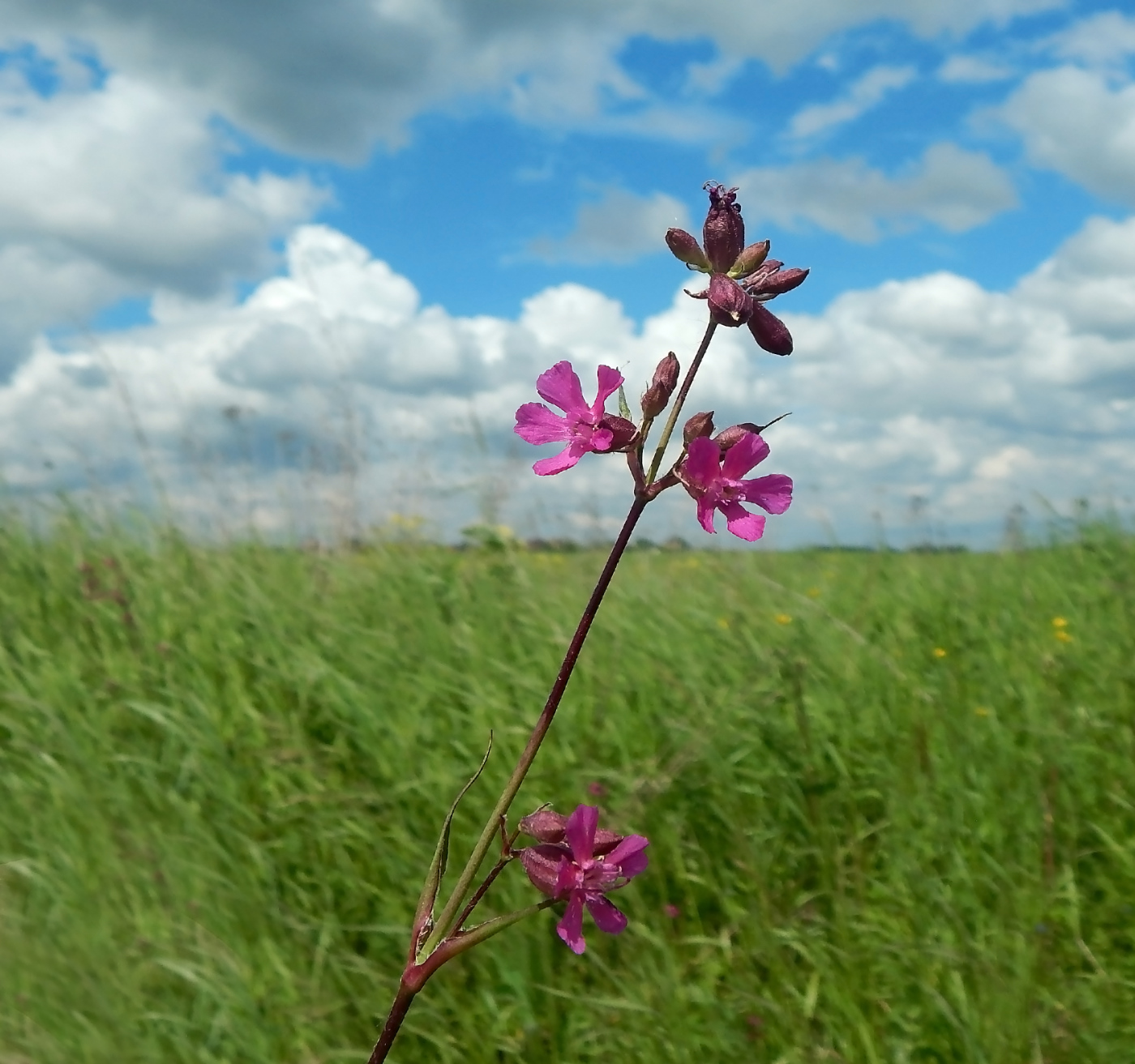 Изображение особи Viscaria vulgaris.