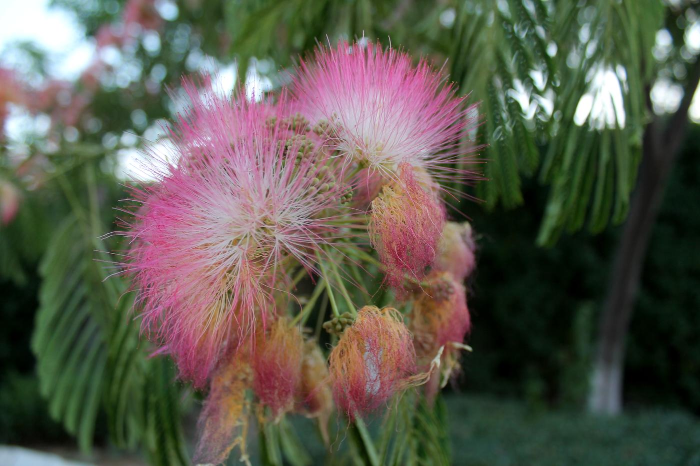 Image of Albizia julibrissin specimen.