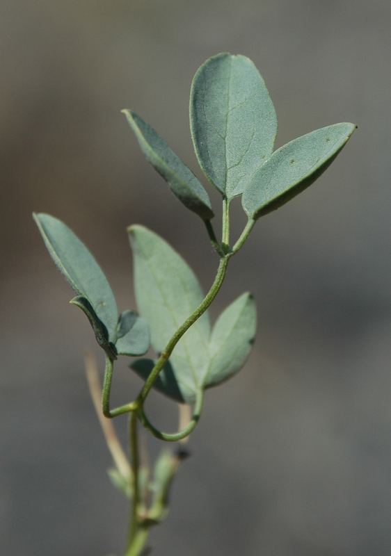 Image of Clematis glauca specimen.