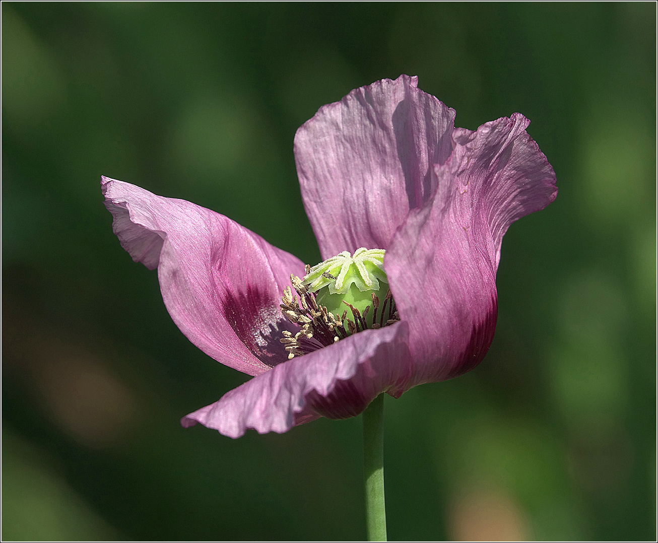 Изображение особи Papaver somniferum.