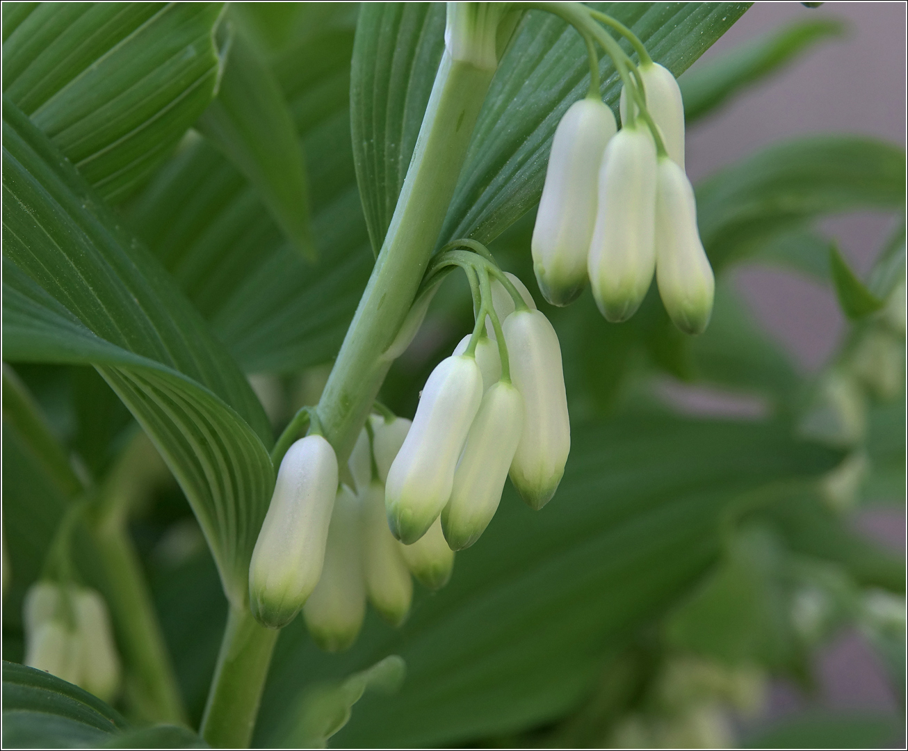 Изображение особи Polygonatum multiflorum.