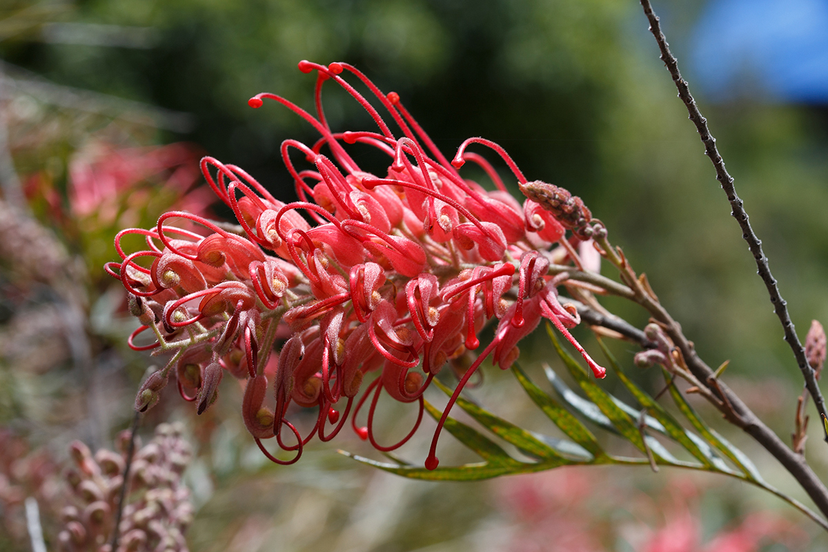 Image of genus Grevillea specimen.