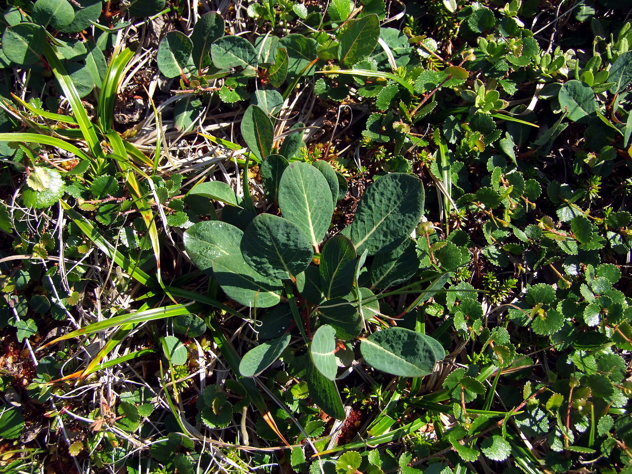 Image of Salix alexii-skvortzovii specimen.