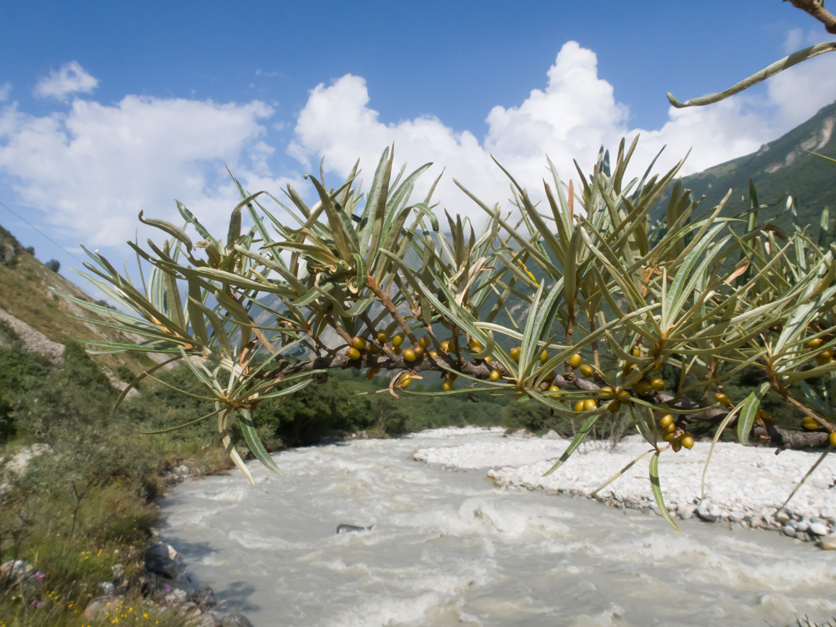 Image of Hippophae rhamnoides specimen.