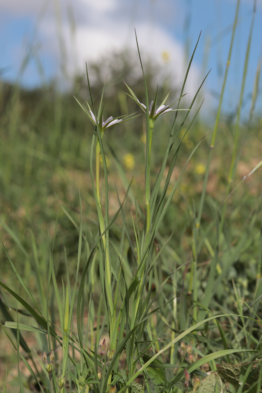 Изображение особи Geropogon hybridus.