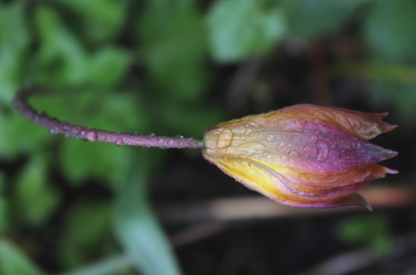 Изображение особи Tulipa riparia.