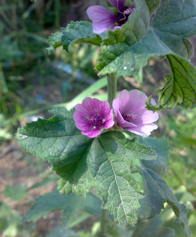 Image of Malva mauritiana specimen.