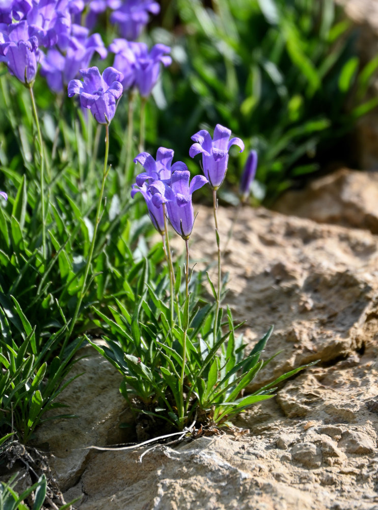 Изображение особи Campanula lehmanniana.