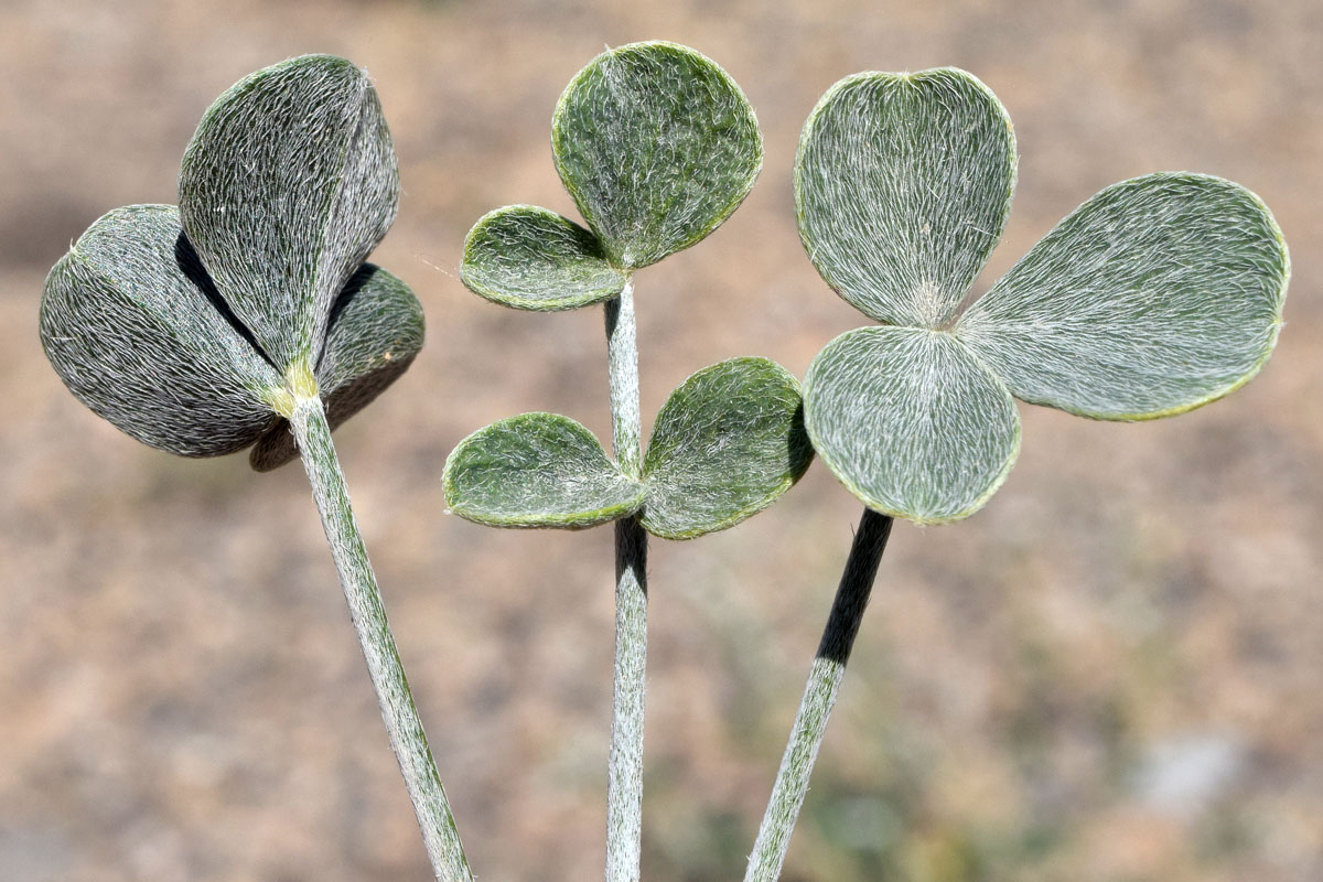 Image of Astragalus brachyrachis specimen.