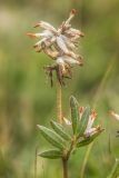 Anthyllis macrocephala. Верхушка отцветшего растения. Адыгея, Кавказский заповедник, Фишт-Оштенский горный массив, окр. оз. Псенодах, субальпийский луг, выс. ≈ 1950 м н.у.м. 29.08.2022.