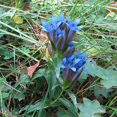 Image of Gentiana septemfida specimen.