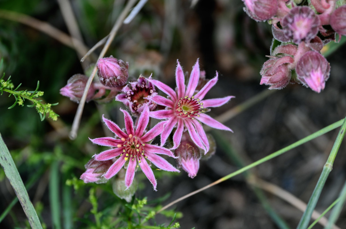 Изображение особи Sempervivum caucasicum.