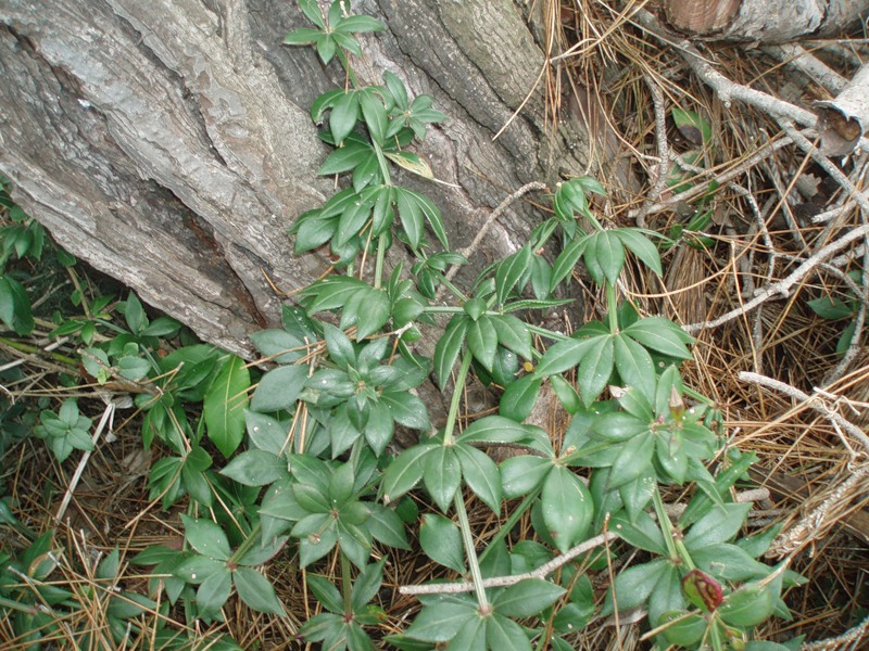 Image of Rubia peregrina specimen.