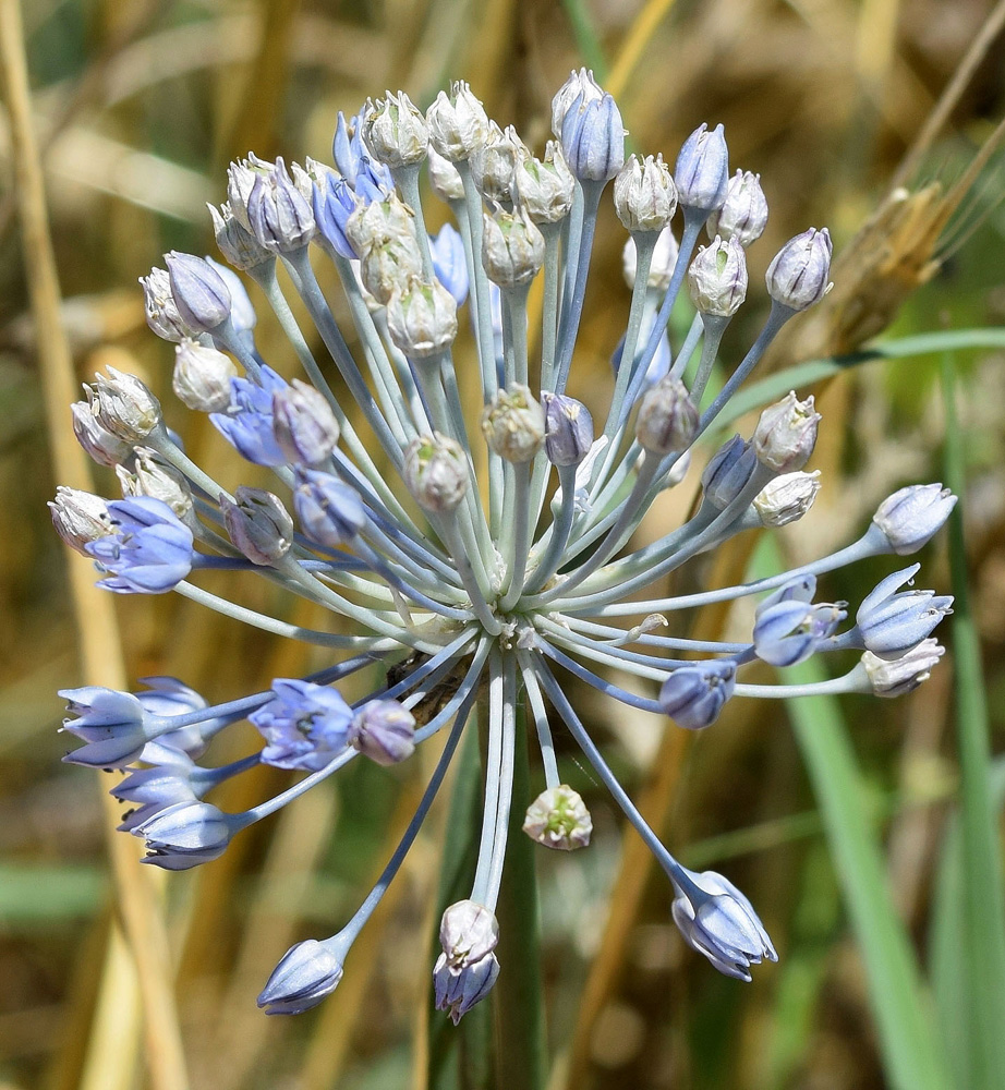 Image of Allium caesium specimen.