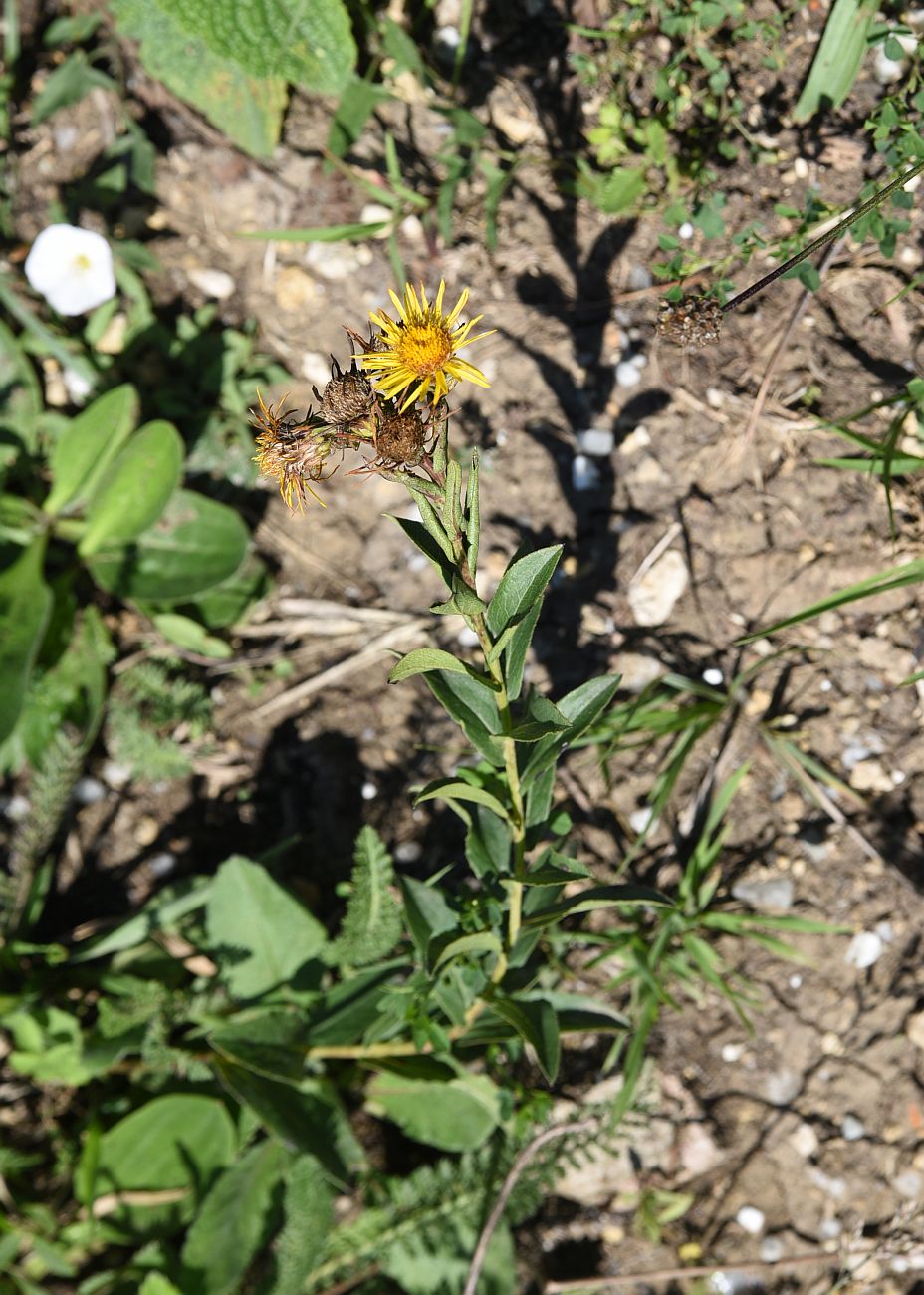 Image of Inula aspera specimen.