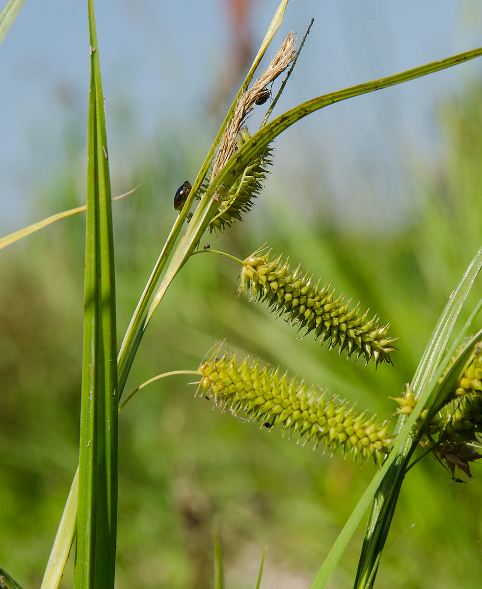 Image of Carex pseudocyperus specimen.