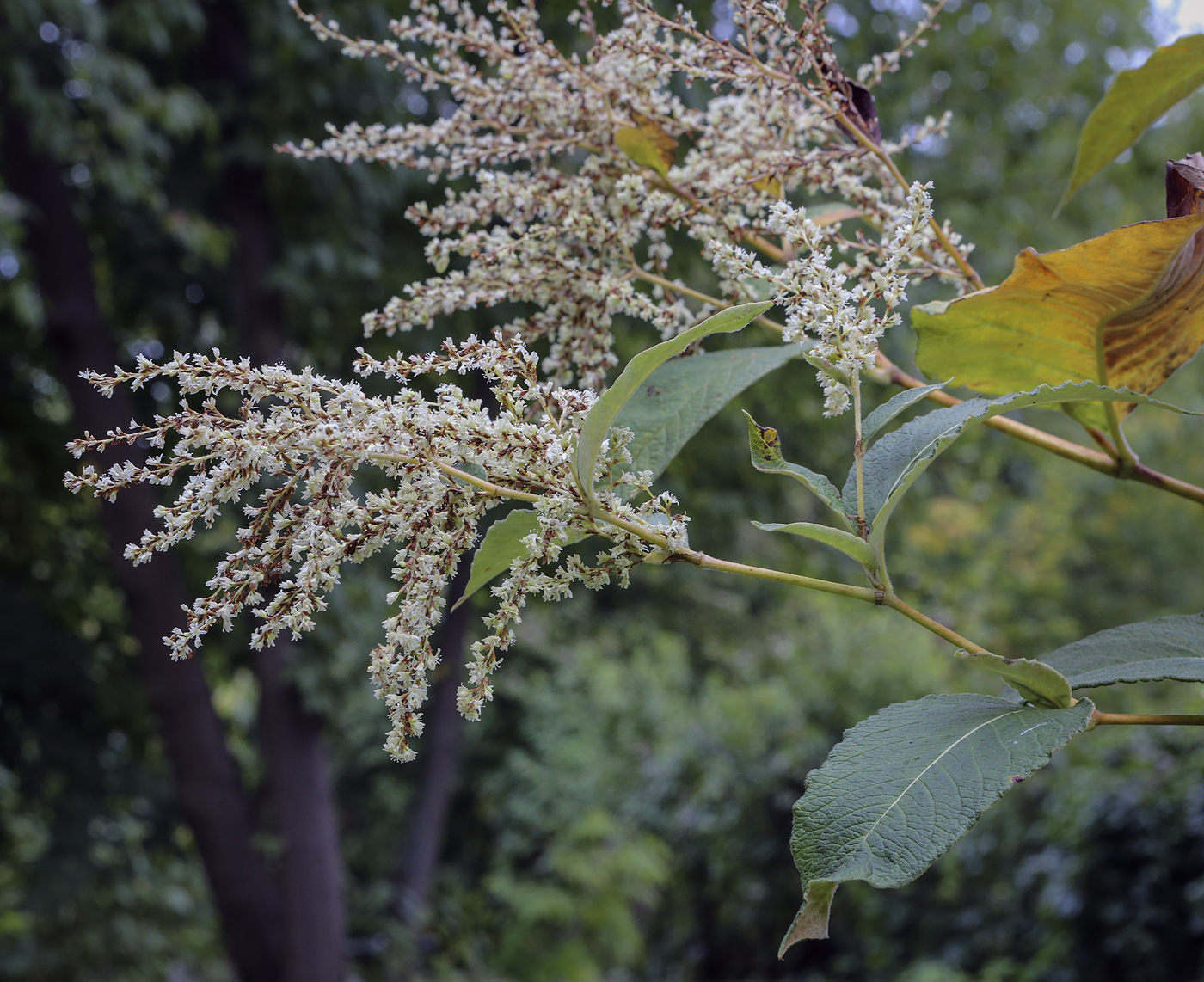 Изображение особи Reynoutria sachalinensis.