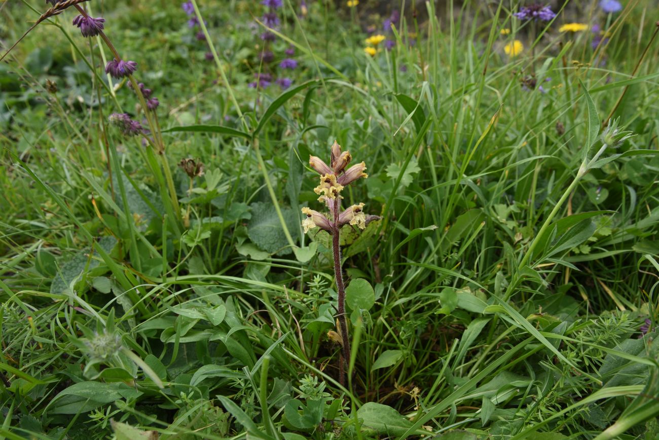 Изображение особи Orobanche owerinii.