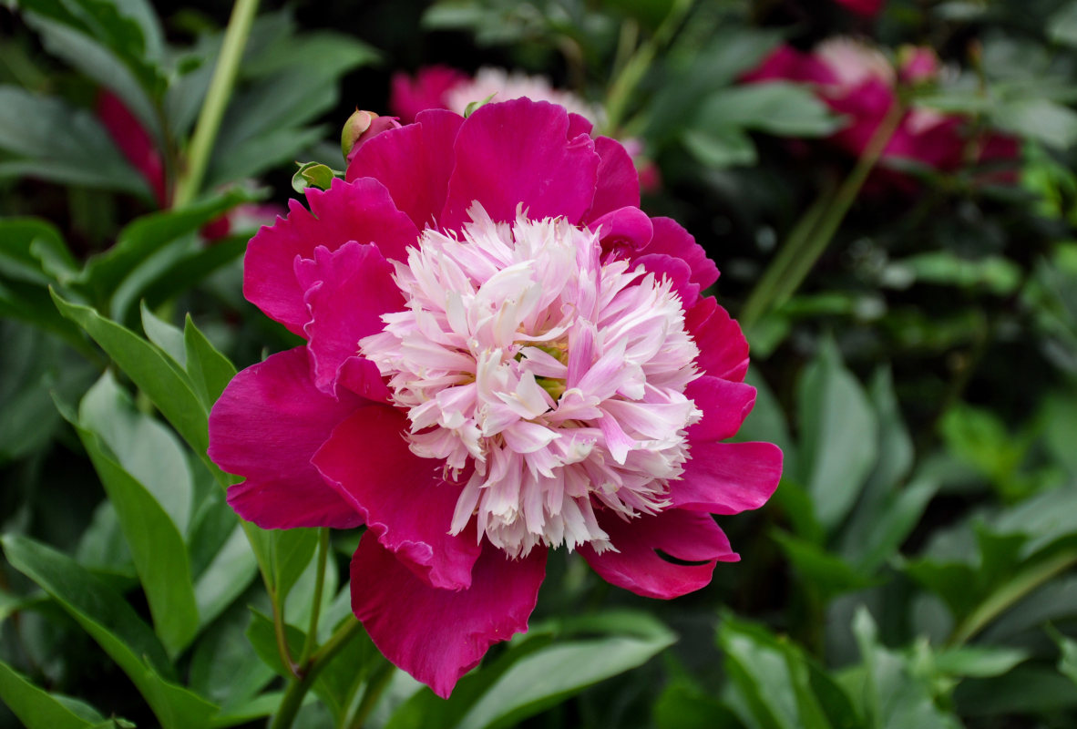 Image of Paeonia lactiflora specimen.