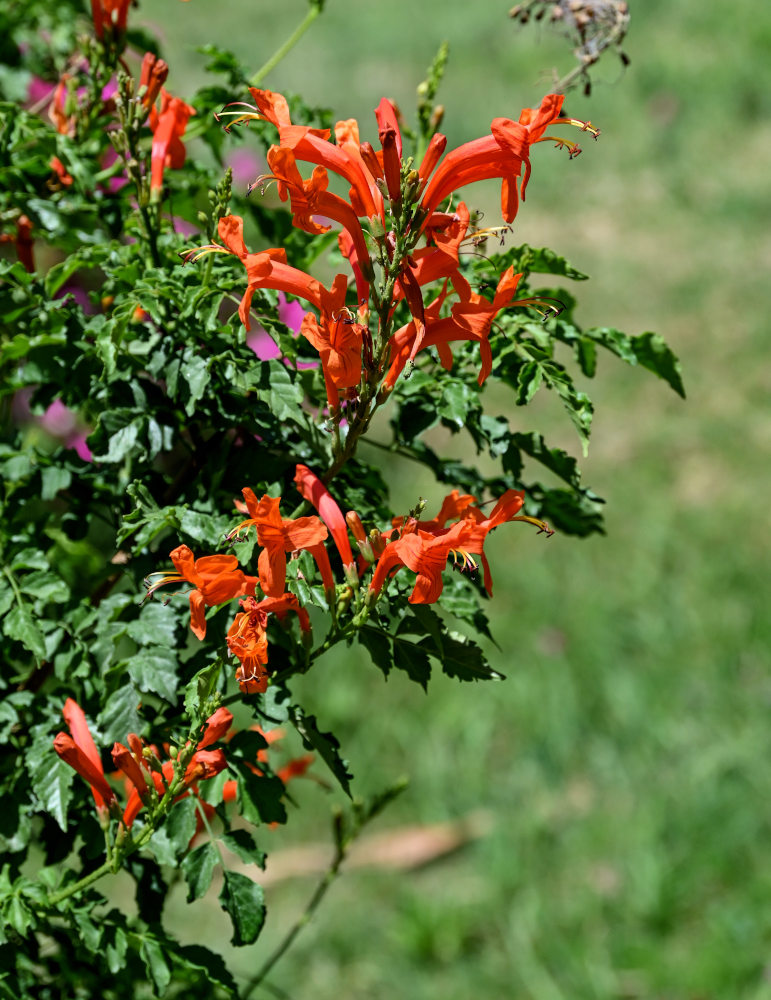 Изображение особи Tecomaria capensis.