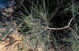 Casuarina equisetifolia. Верхушка ветви. Египет, мухафаза Эль-Гиза, оазис Бахария, песчаная пустыня. 30.04.2023.