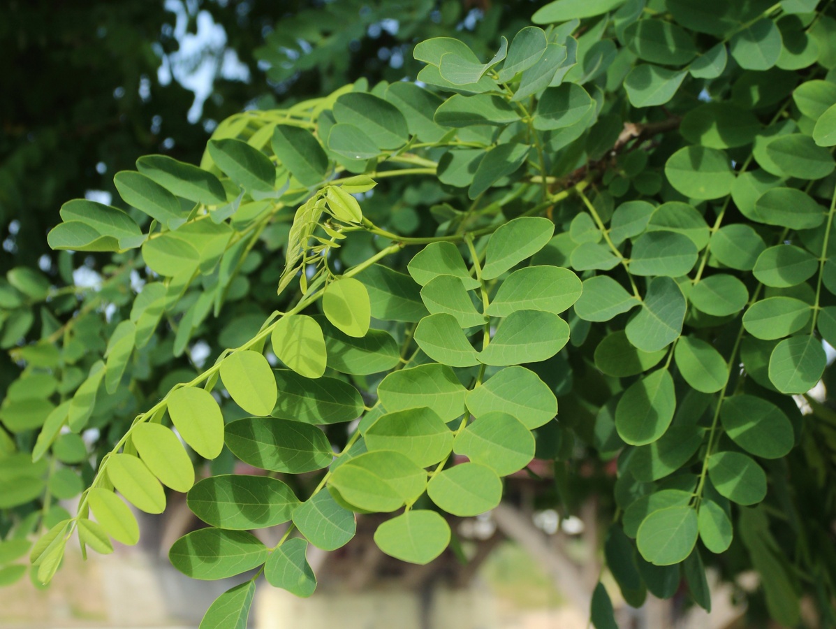 Изображение особи Robinia pseudoacacia.