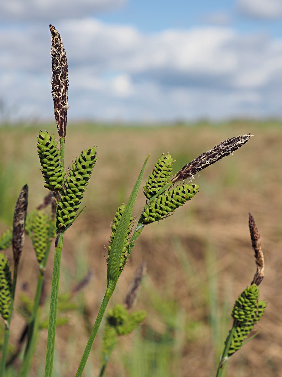 Изображение особи Carex cespitosa.