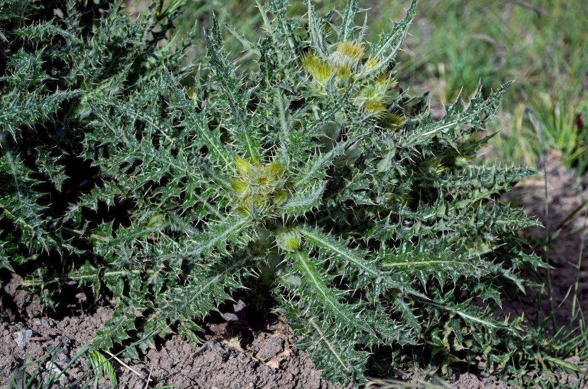 Image of Cirsium semenowii specimen.