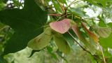 Acer mono. Соплодие и лист. Хабаровский край, окр. г. Комсомольска-на-Амуре, смешанный лес с преобладанием берёзы (Betula). 02.09.2023.