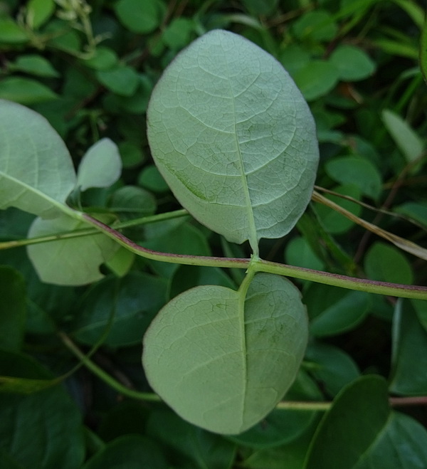 Image of Lonicera periclymenum specimen.