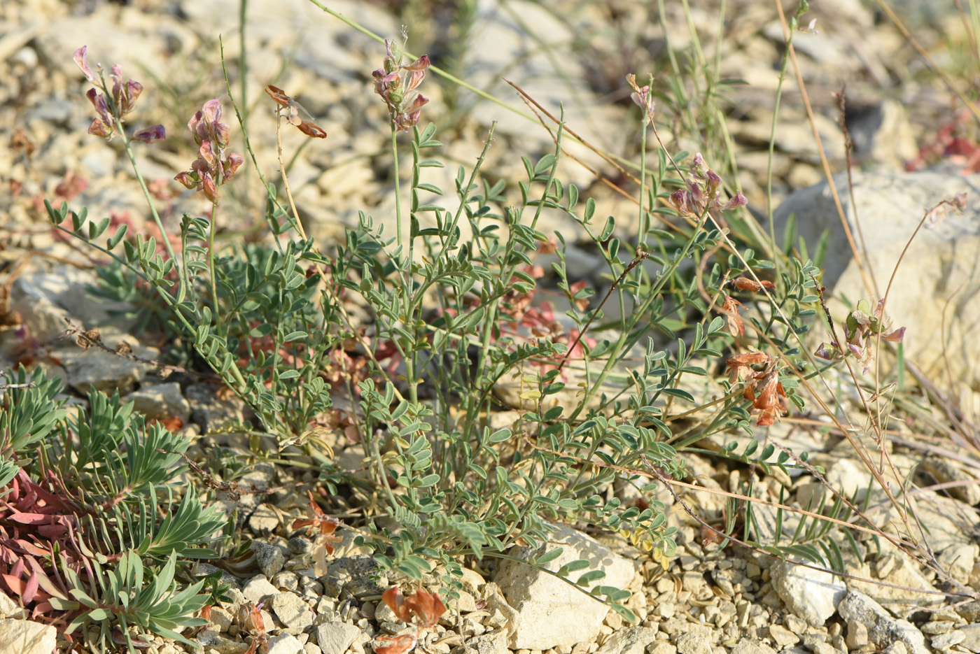 Image of Hedysarum tauricum specimen.