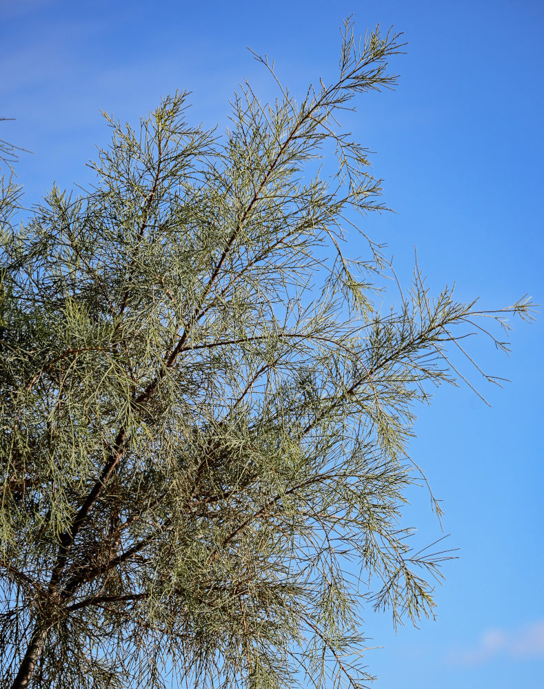 Image of genus Tamarix specimen.