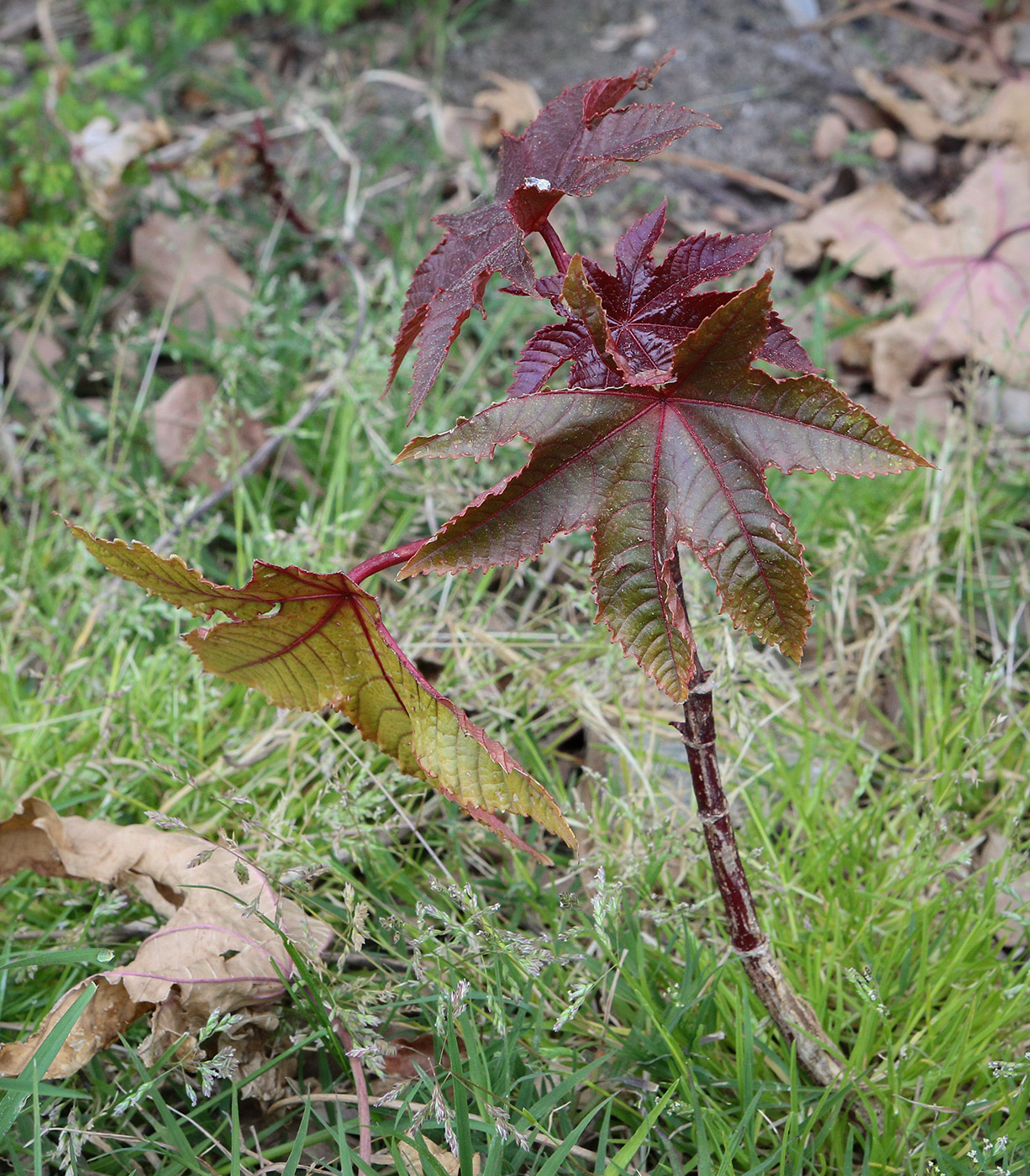 Image of Ricinus communis specimen.