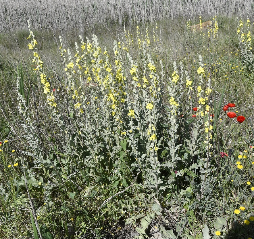 Изображение особи Verbascum undulatum.