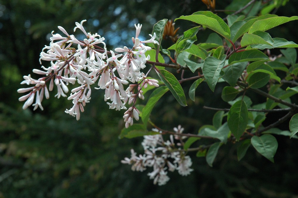 Изображение особи Syringa yunnanensis.