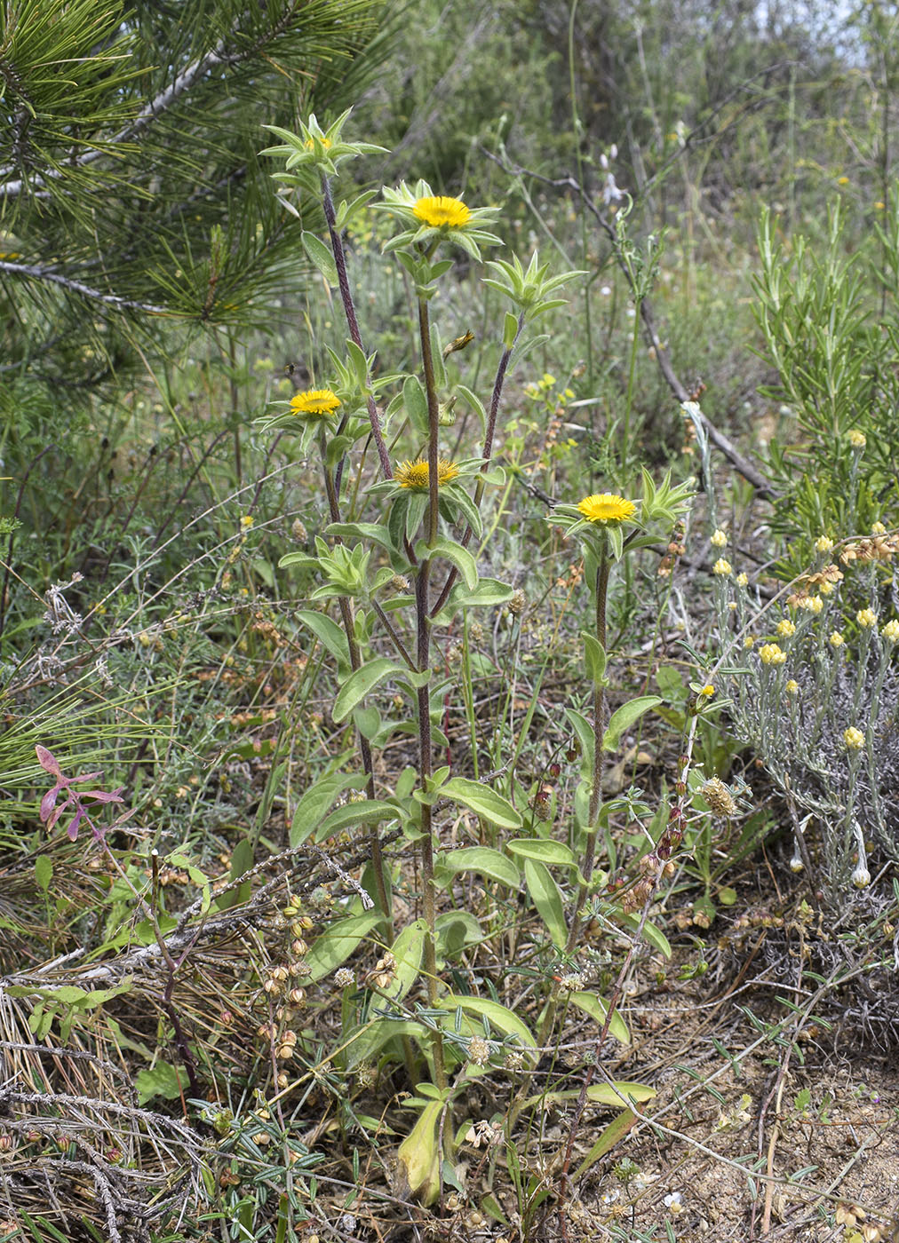 Изображение особи Pallenis spinosa.