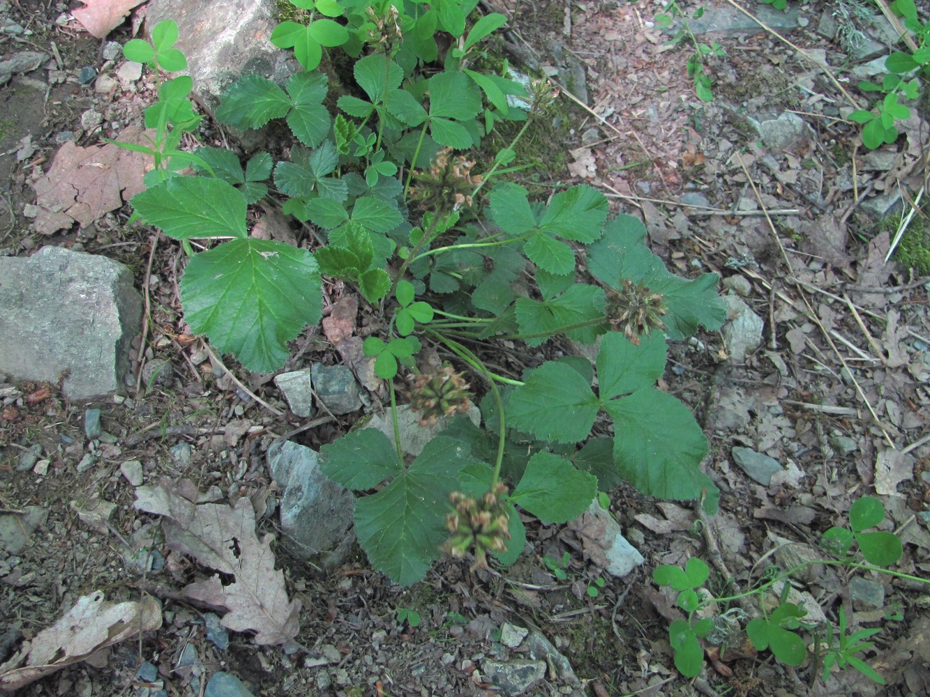 Изображение особи Psoralea acaulis.