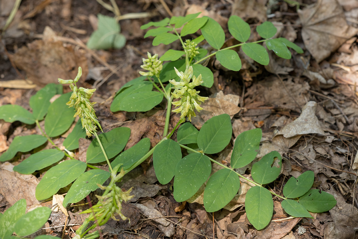 Изображение особи Astragalus glycyphyllos.