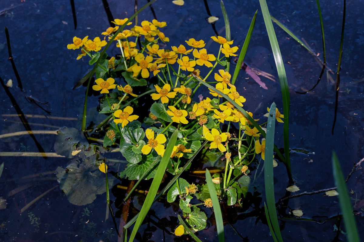 Image of Caltha palustris specimen.