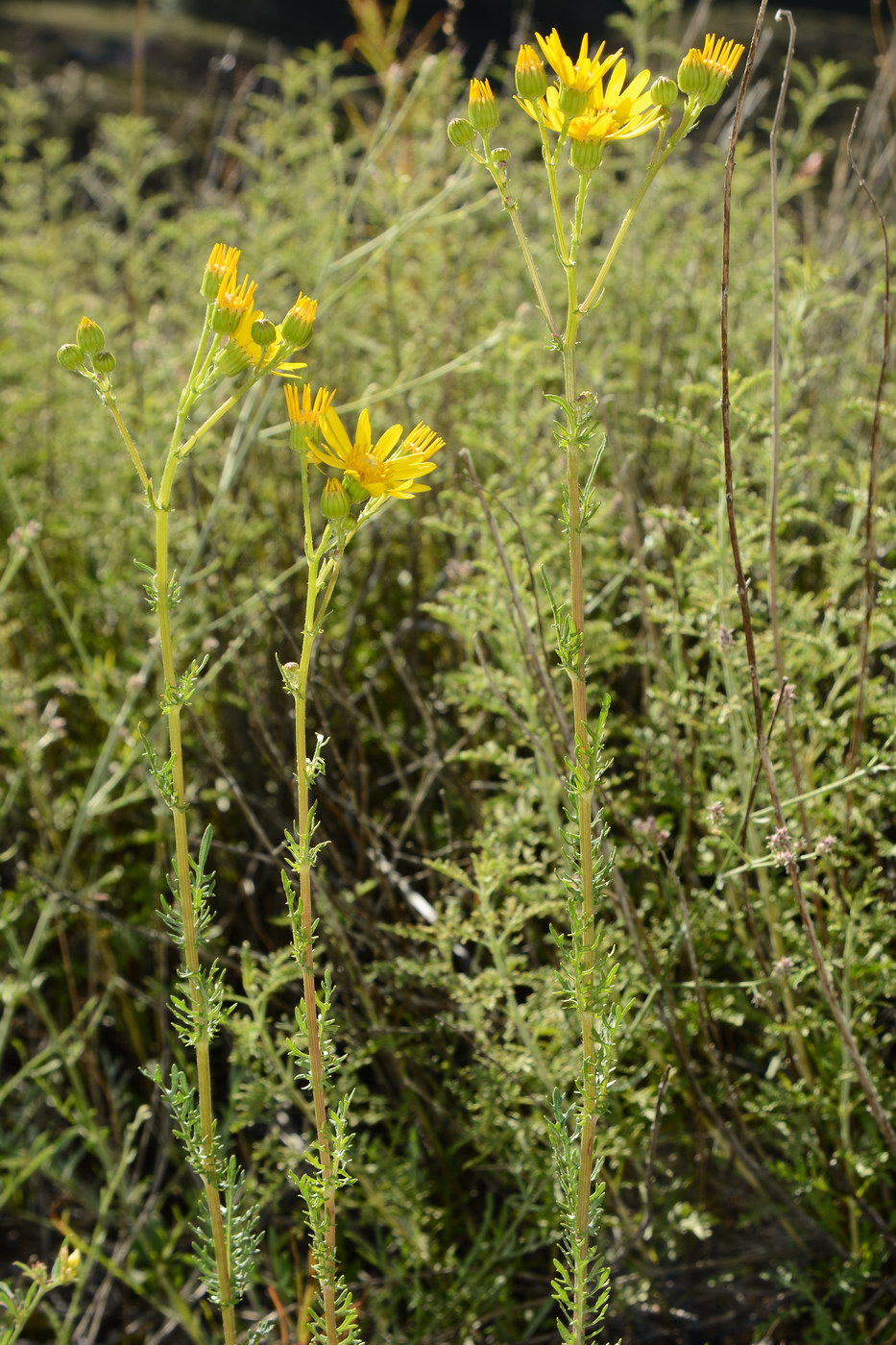 Image of genus Senecio specimen.