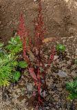 Rumex aquaticus. Плодоносящее растение. Курильские о-ва, о-в Итуруп, долина р. Сторожевая, подножие осыпающегося склона, у дороги. 20.08.2023.