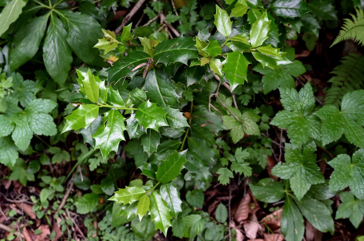 Image of Ilex colchica specimen.