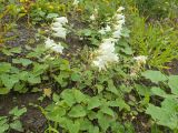 Campanula dolomitica. Цветущие растения. Кабардино-Балкария, Черекский р-н, окр. с/п Верхняя Балкария, правый борт долины р. Хашхасу, ≈ 2000 м н.у.м., луг. 29.07.2024.