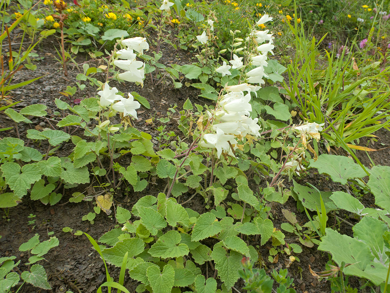 Изображение особи Campanula dolomitica.